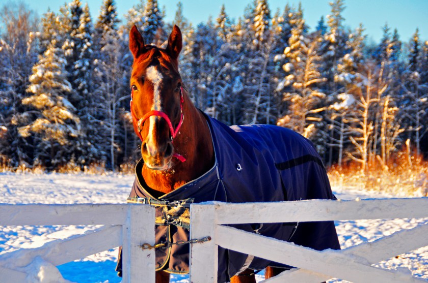 Vill in! Copyright © 2015 Evalena Karlsson