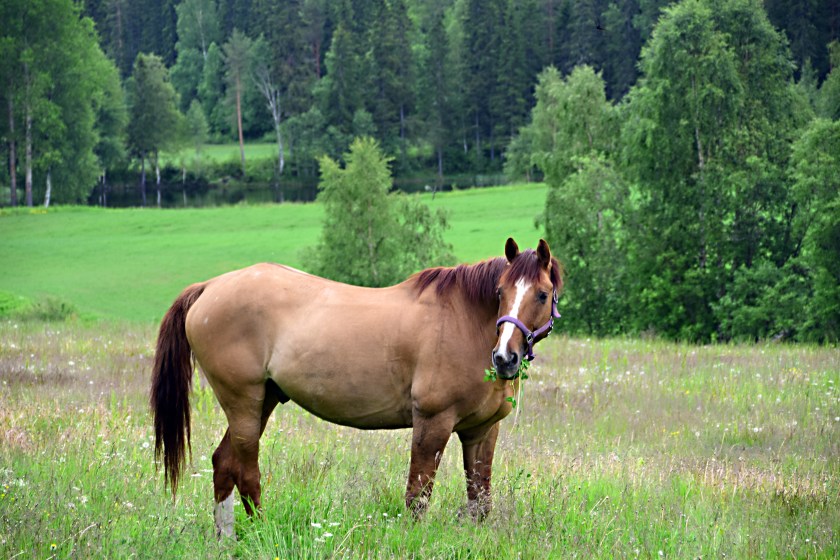 176 lunch i det fria