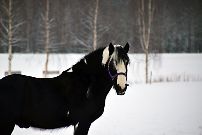 151-i-ensamt-majestat