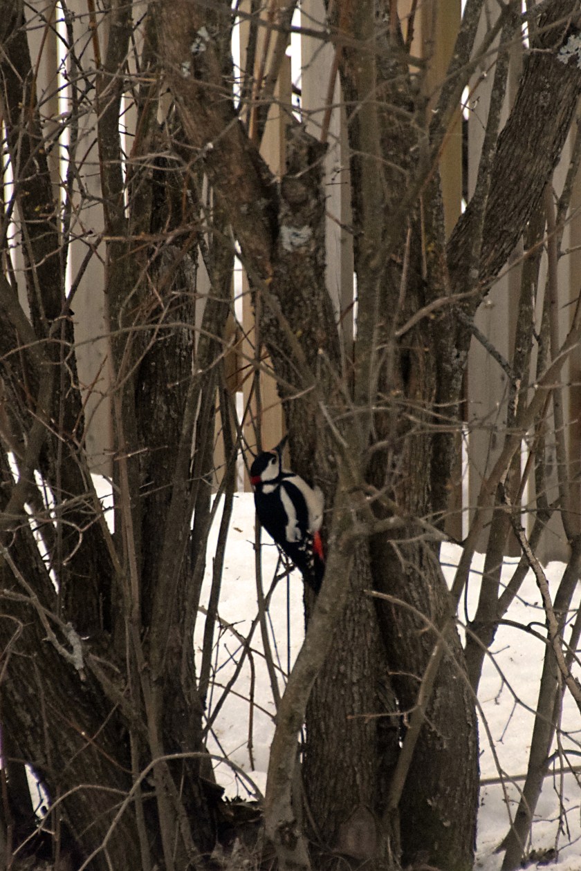 213 mellan träden.jpg