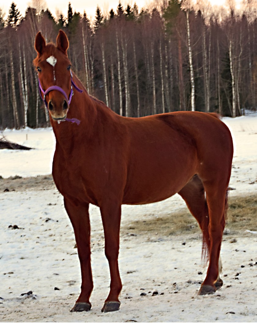 5 ana ugglor i mossen