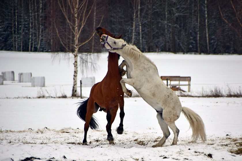 130 Herrarna i hagen