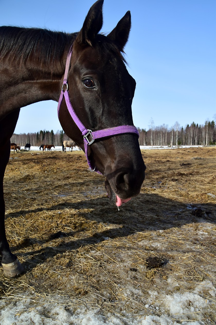 211 med tungan rätt i mun