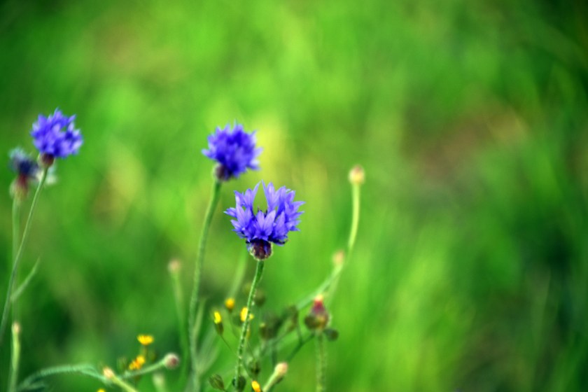67 en väntande dröm