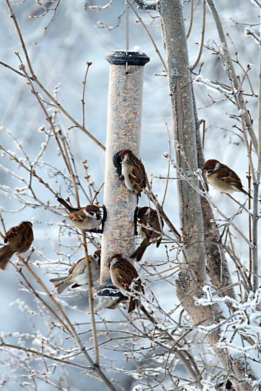 trangt_om_saligheten